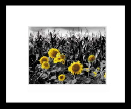 Sunflowersonmaize.jpg